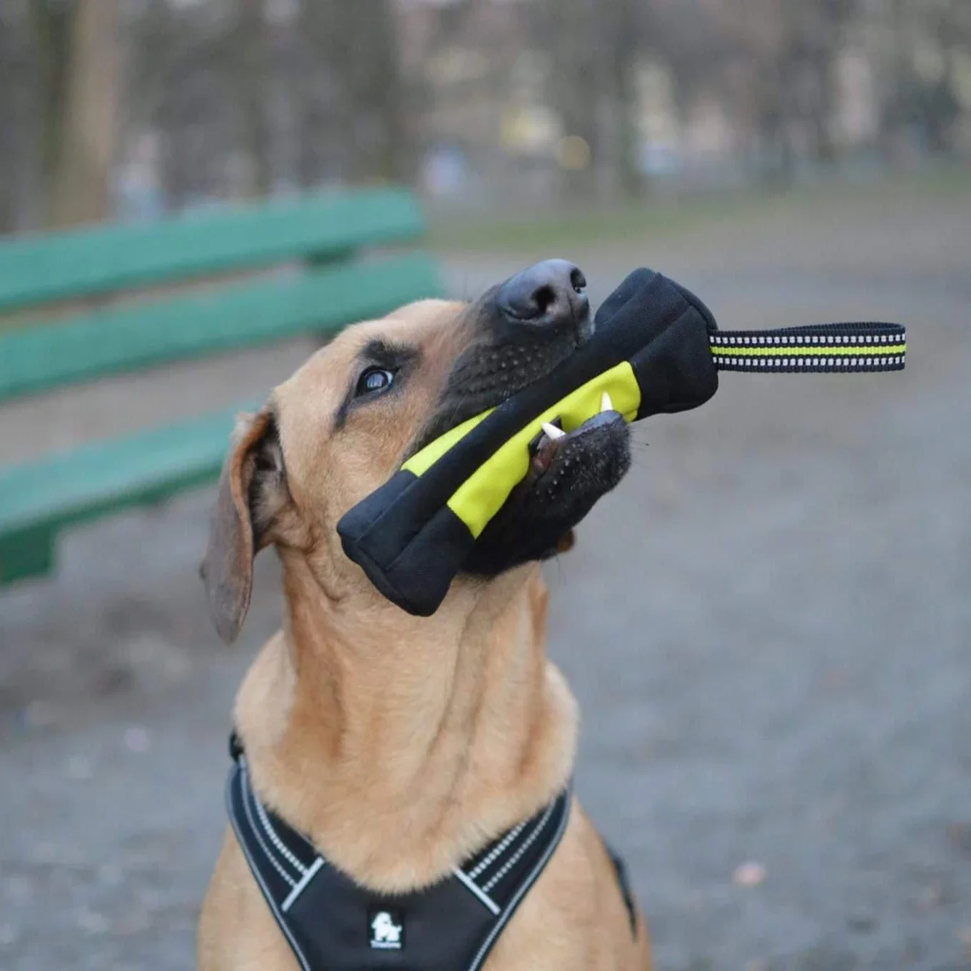 Truelove Dog Training Retrieve - Quality Food Snacks のレビューと価格